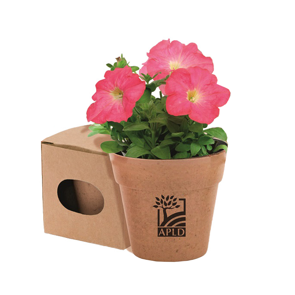 Blumentopf mit Petunia Samen